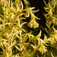 Reflexed Stonecrop